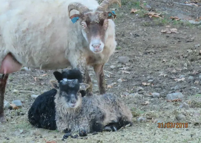 Casa de hóspedes Ovstefjellsa Gard &aktivitet Senter *